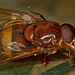 Hoverfly EF7A2254
