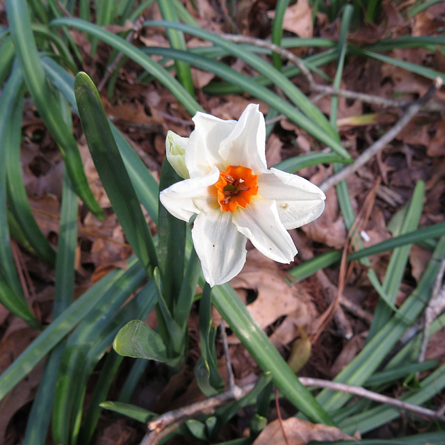 First garden flowers of spring