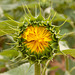 Sunflower - closed