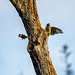 A green woodpecker chasing off a great spotted woodpecker