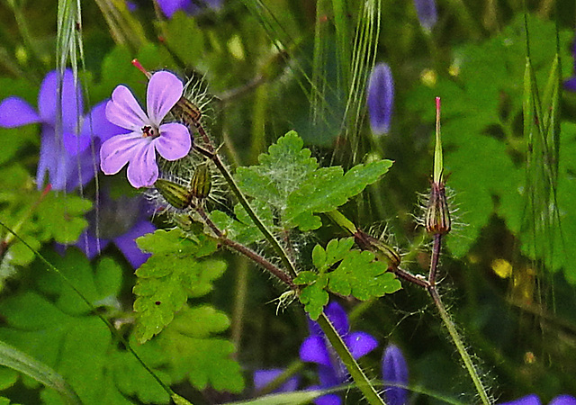 20210610 0806CPw [D~LIP] Stinkender Storchschnabel (Geranium robertianum agg), Bad Salzuflen