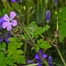 20210610 0806CPw [D~LIP] Stinkender Storchschnabel (Geranium robertianum agg), Bad Salzuflen