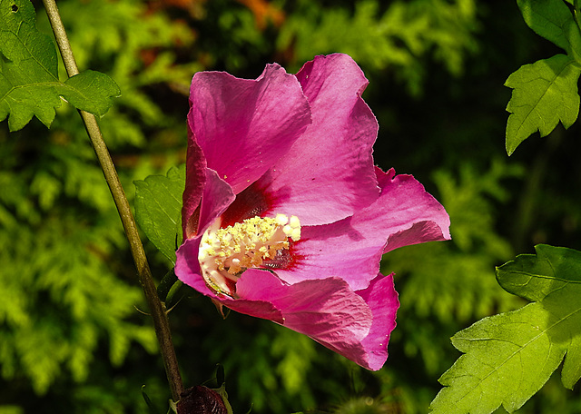 20210813 2399CPw [D~LIP] Straucheibisch (Hibiscus syriacus), Bad Salzuflen