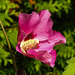 20210813 2399CPw [D~LIP] Straucheibisch (Hibiscus syriacus), Bad Salzuflen