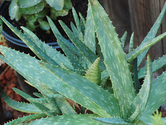 Aloe vera