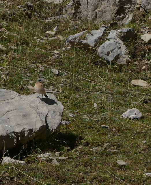 20220828 -11 Ubaye (Alpes de Haute Provence) rec(846)