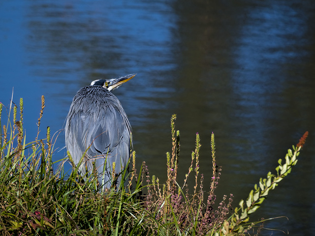 Great blue heron by pond