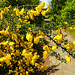 20230528 0244CPw [D~HF] Besen-Ginster (Cytisus scoparius), Bismarckturm, Herford