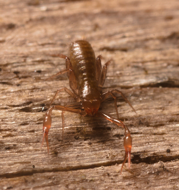 IMG 7536 Pseudoscorpion