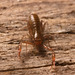 IMG 7536 Pseudoscorpion