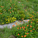 Bulgaria, Orange and Yellow Wild Flowers in the "Rila Lakes" Circus