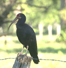 IMG 9699birdllanos