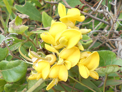 DSCN1678a - feijão-da-praia Sophora tomentosa, Fabaceae Faboideae