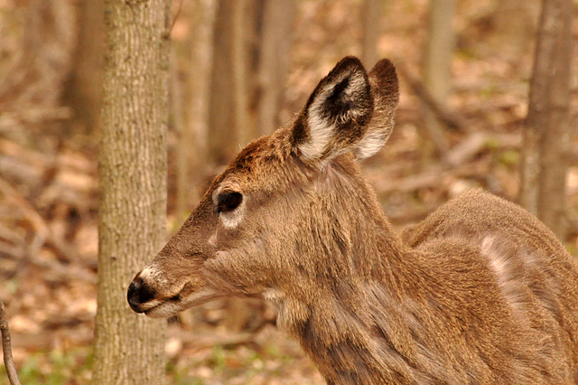 st bruni may 7 2017 deer DSC 3615