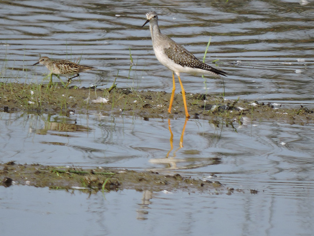 Greater Yellowlegs