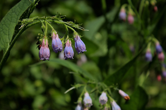 Symphytum asperum hybride  (3)