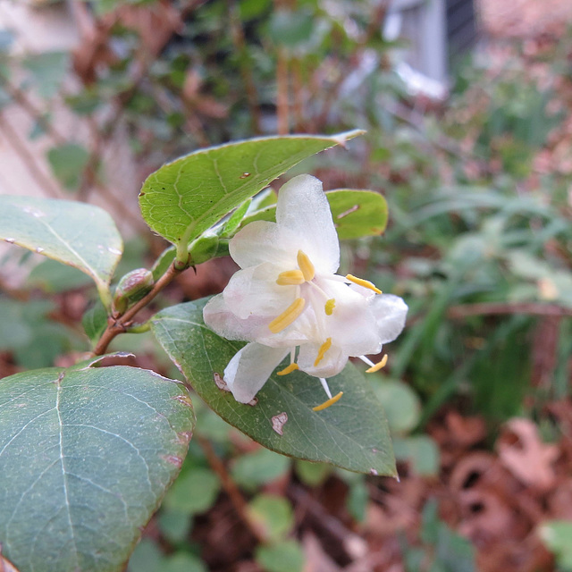 First garden flowers of spring