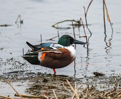 Shoveler duck