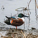 Shoveler duck