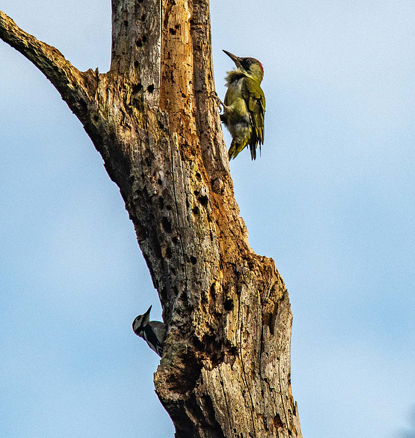 Great spotted woodpecker and a green woodpecker