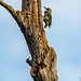 Great spotted woodpecker and a green woodpecker