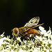 20210813 2406CPw [D~LIP] Breitflügelige Raupenfliege (Ectophasia crassipennis), Möhre (Daucus carota)Bad Salzuflen