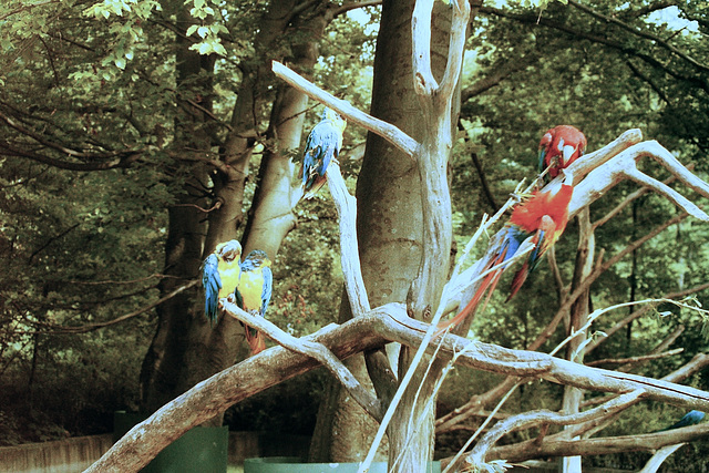 Parrots (43 04)