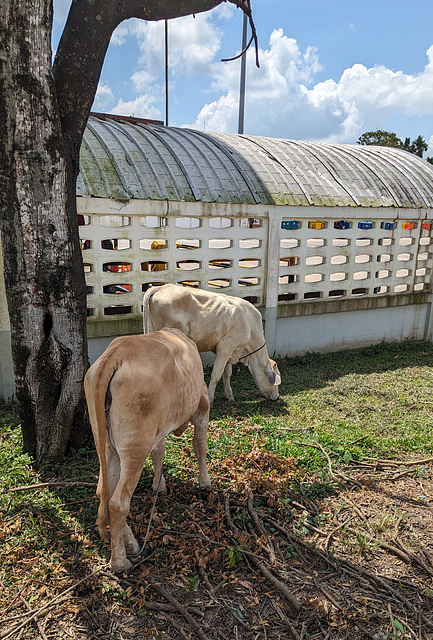 Two cows / Deux vaches