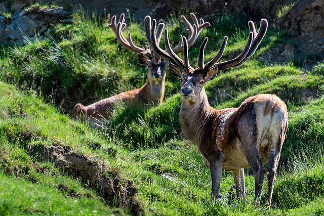Red Deers