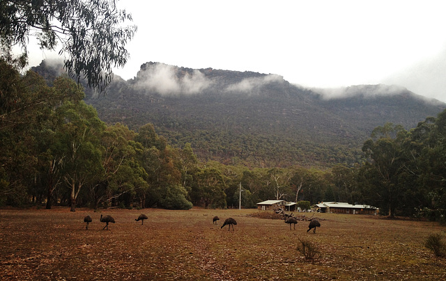 grazing emus