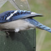 Blue Jays