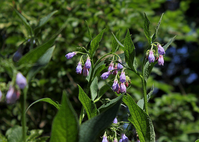 Symphytum asperum hybride  (4)