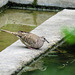 Day 7, Inca Dove / Columbina inca