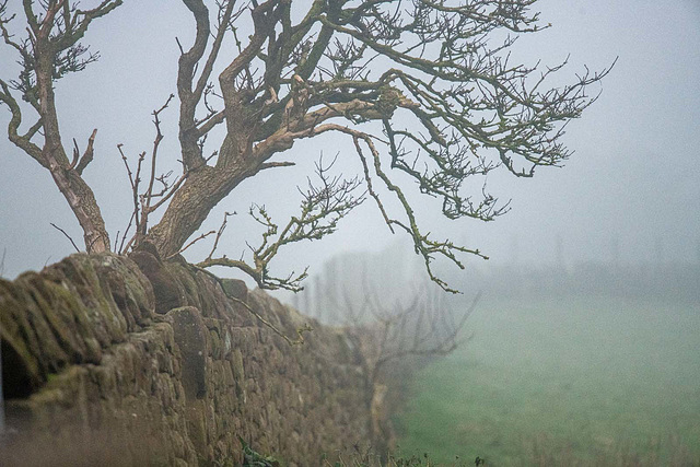 A misty day