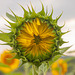 Sunflower - opening