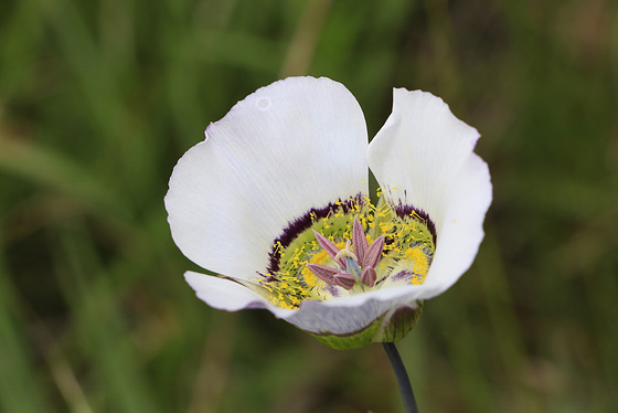 Gunnison's Mariposa