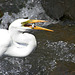32/50 grande aigrette-great egret