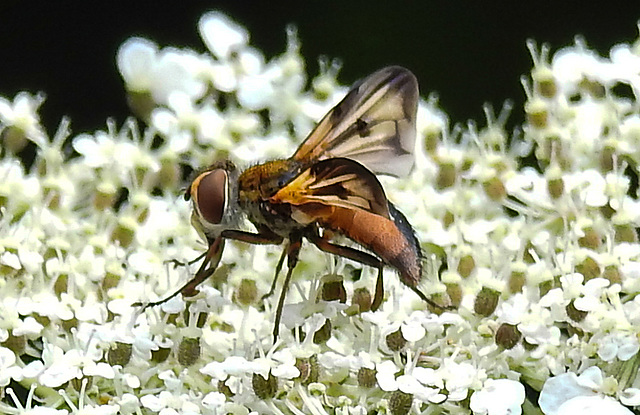 20210813 2412CPw [D~LIP] Breitflügelige Raupenfliege (Ectophasia crassipennis), Möhre (Daucus carota), Bad Salzuflen