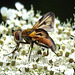 20210813 2412CPw [D~LIP] Breitflügelige Raupenfliege (Ectophasia crassipennis), Möhre (Daucus carota), Bad Salzuflen