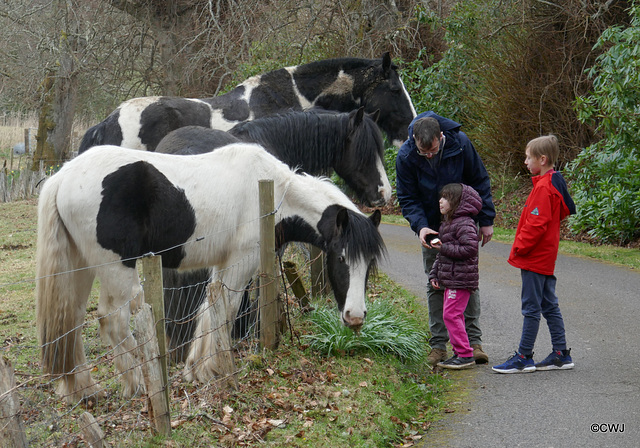 A French family visiting the area being greeted by the ponies