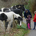 A French family visiting the area being greeted by the ponies