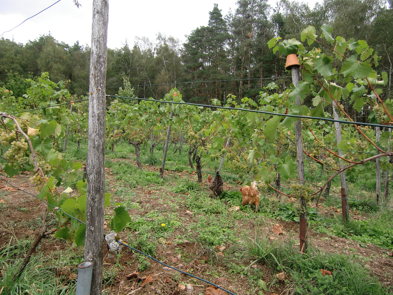 Hennen zum Weinen (HFF!)