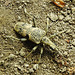 20230528 0246CPw [D~HF] Schwarzfleckiger Zangenbock (Rhagium mordax), Bismarckturm, Herford