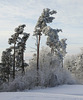 im Winter zwischen Felsenegg und Üetliberg (© Buelipix)