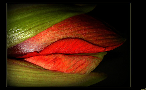 Baiser d'Hippeastrum et sans masque...!