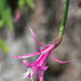 Disocactus biformis - 2015-04-10-b--D4_DSC0111