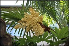 Trachy (7) Trachy (7)