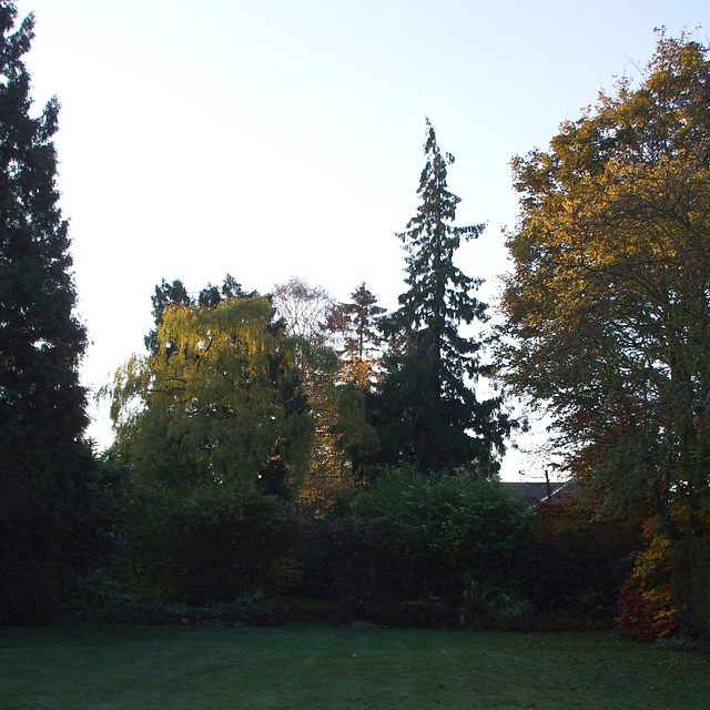 Fulbourn garden 2011-11-19 001