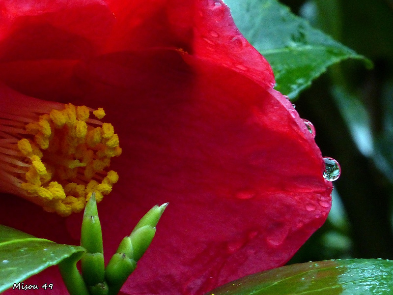 Après la pluie .