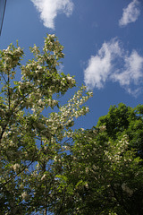 Robinia pseudoacacia (1)